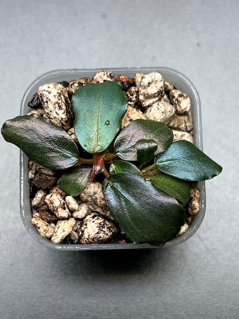 Bucephalandra sp. Mahakam 2株