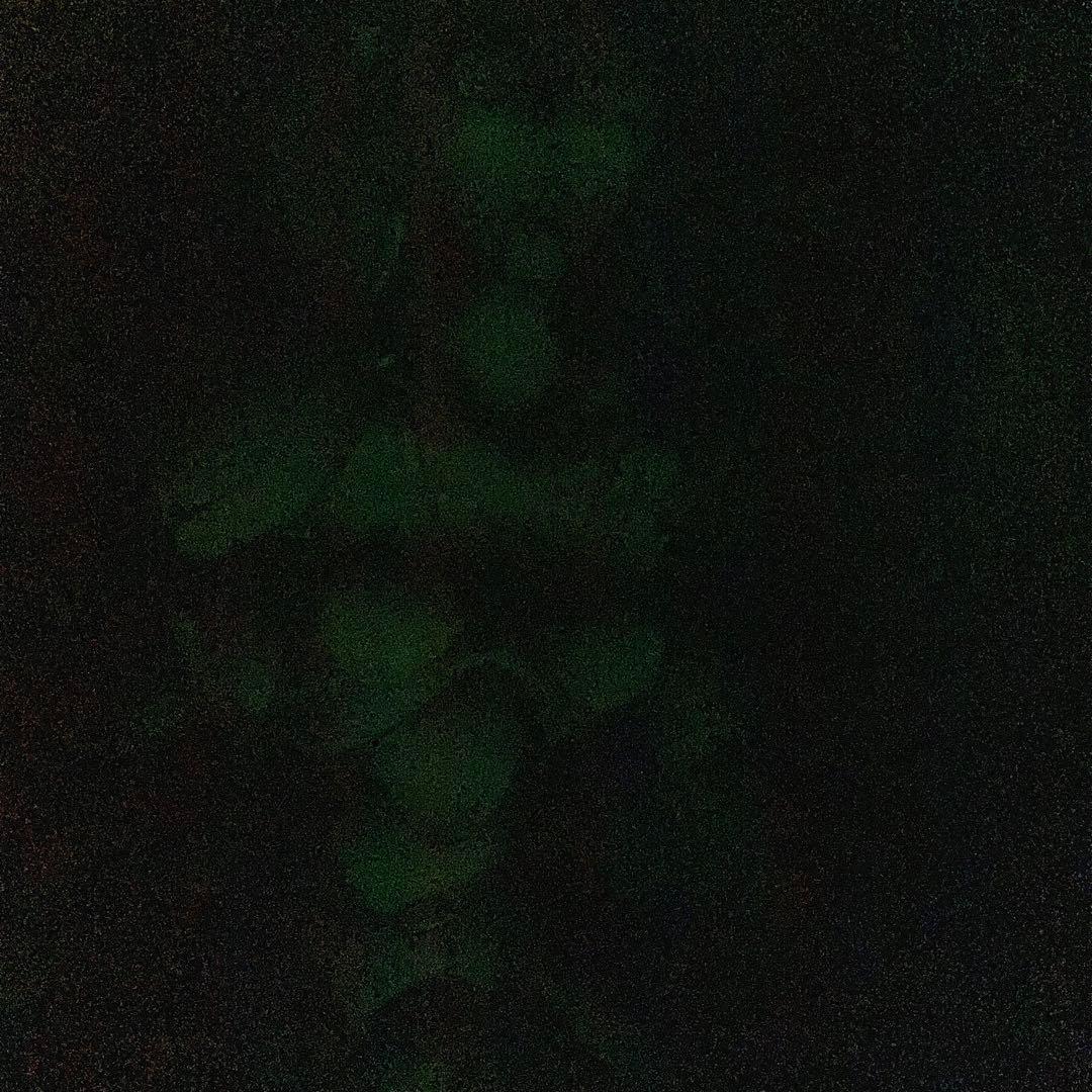 black magic m-66 vintage Tee 士郎正宗