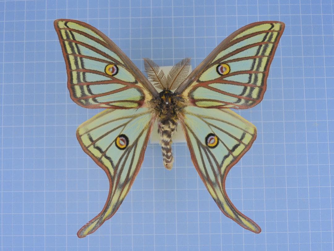 Graellsia　isabellae　92mm 2頭限り