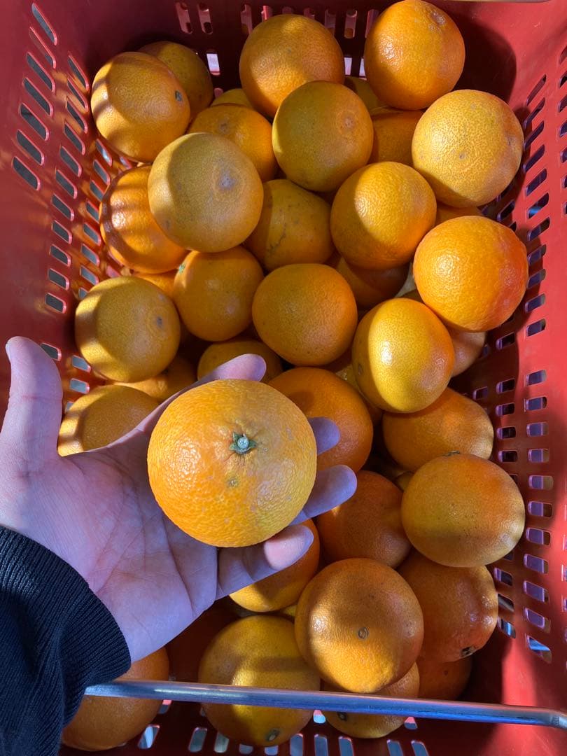 愛媛産 まどんな 10キロ (家庭用)