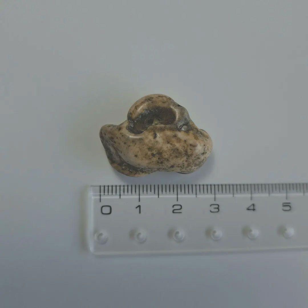 イルカの耳骨【大きさ2.7㎝　②】