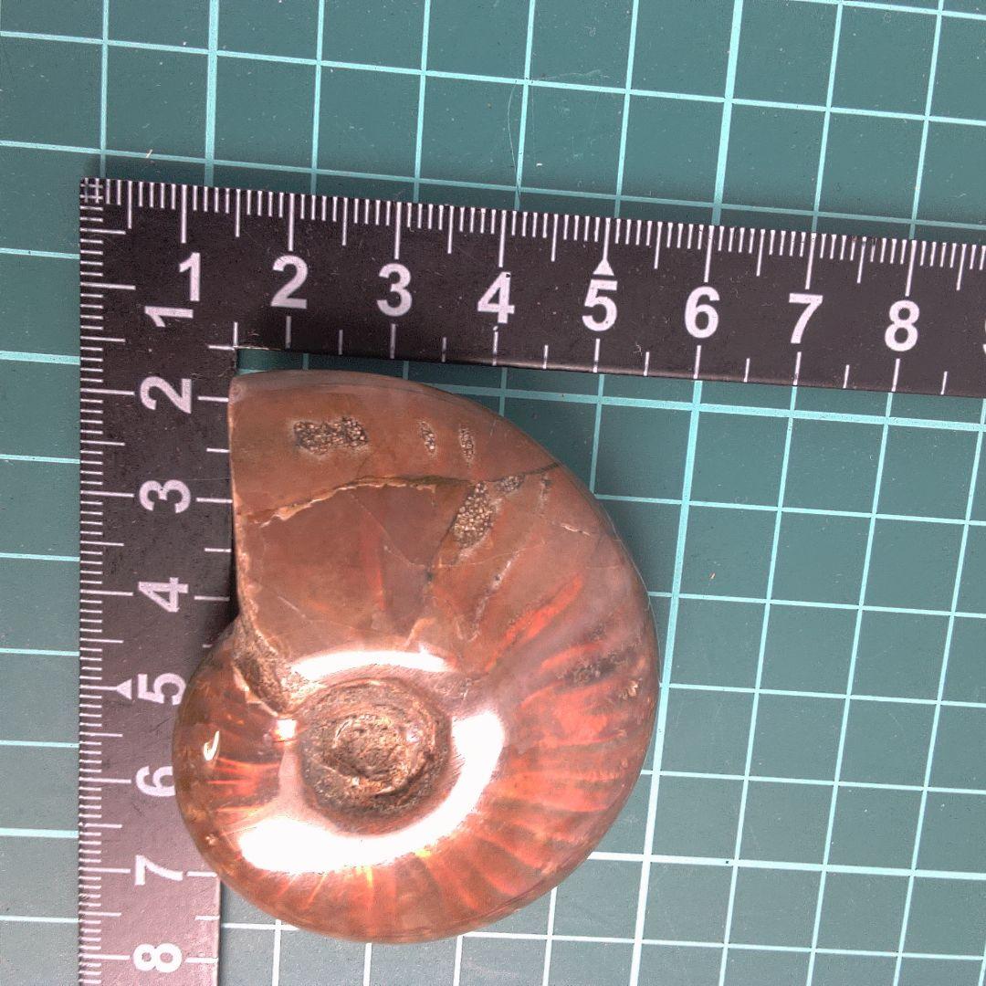 小物１ アンモナイト化石 赤褐色