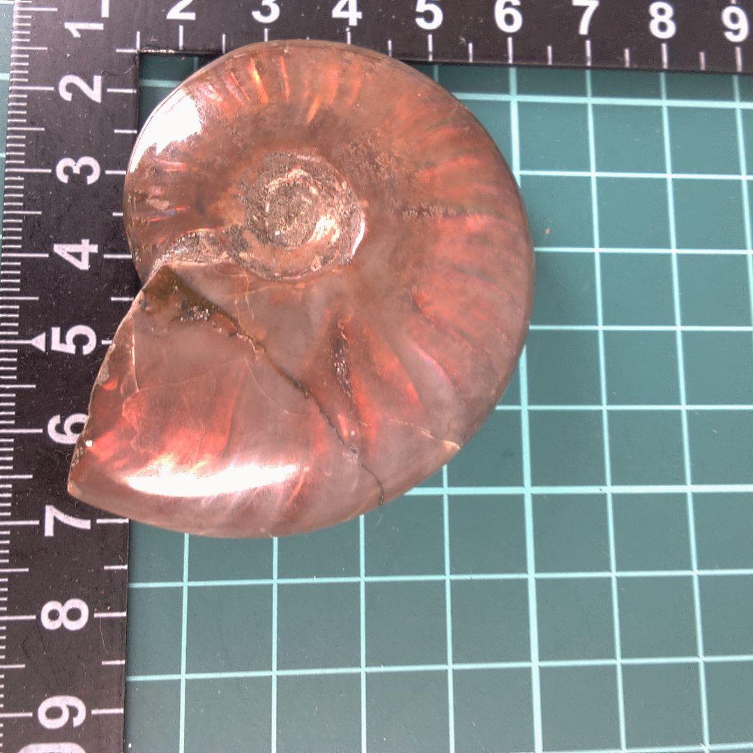 小物１ アンモナイト化石 赤褐色