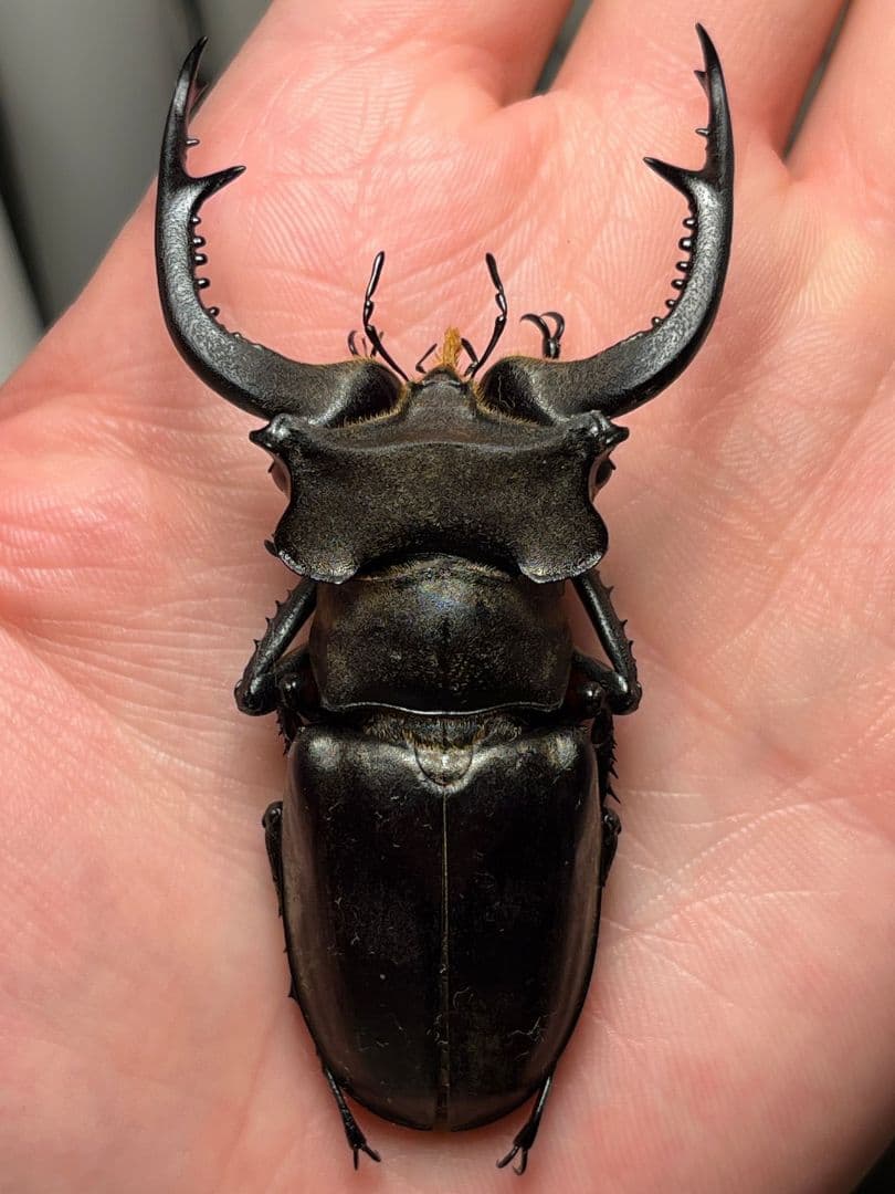 【顎比率最大種】カンターミヤマクワガタ 76mm♂ 昆虫標本 標本