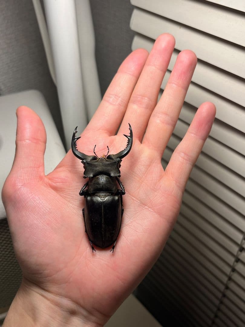 【顎比率最大種】カンターミヤマクワガタ 76mm♂ 昆虫標本 標本