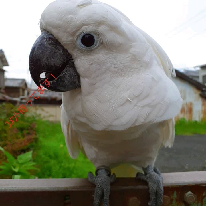 オウムスタンド&止まり木他オーダー品{コメント用}