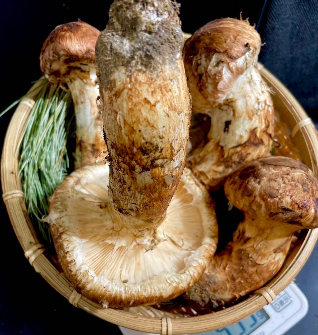 【大人気‼︎ 厳選450g 】 本日採れ‼︎ 極上 松茸◆クール便発送◆