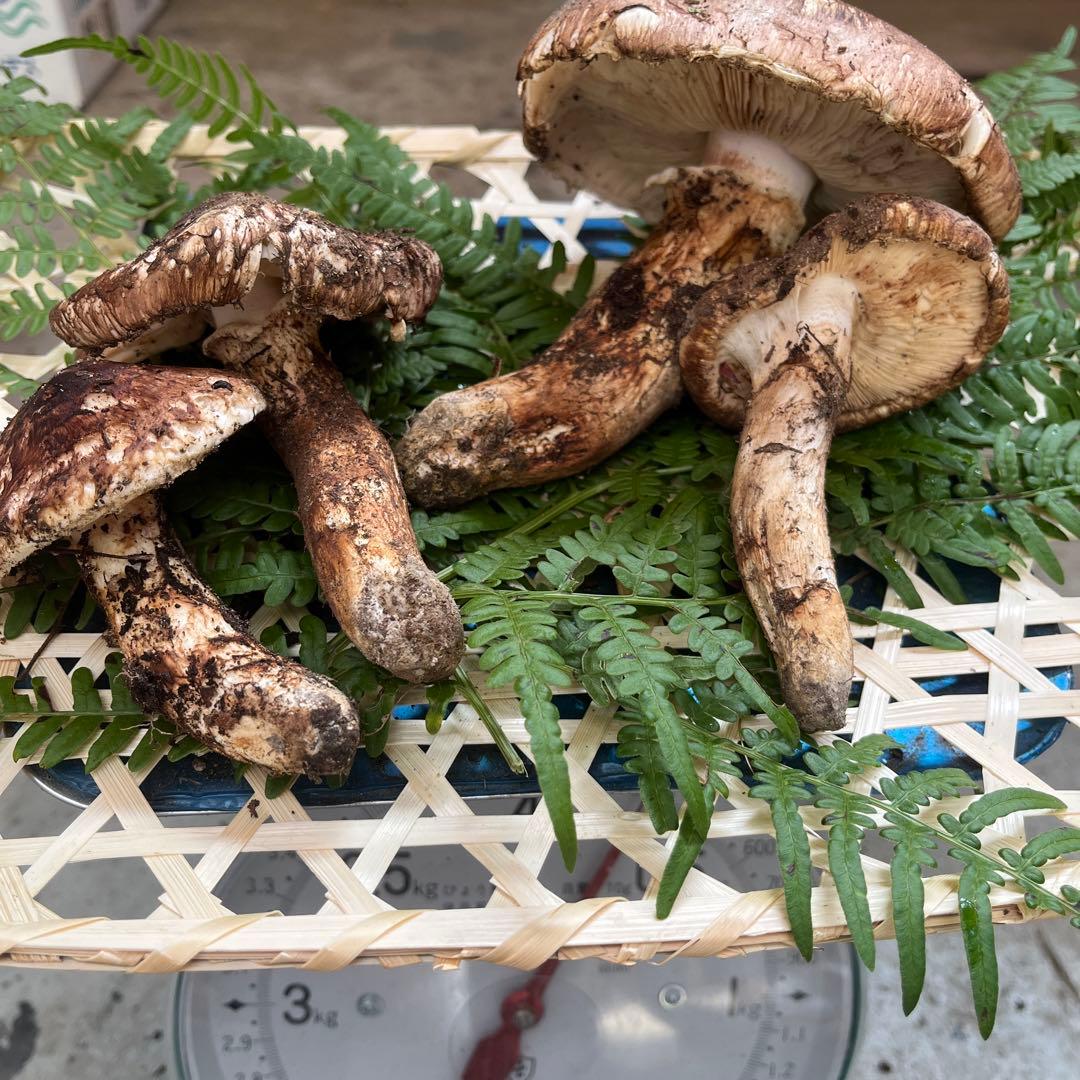 信州産松茸開き　訳あり品あり　10／27日朝採取