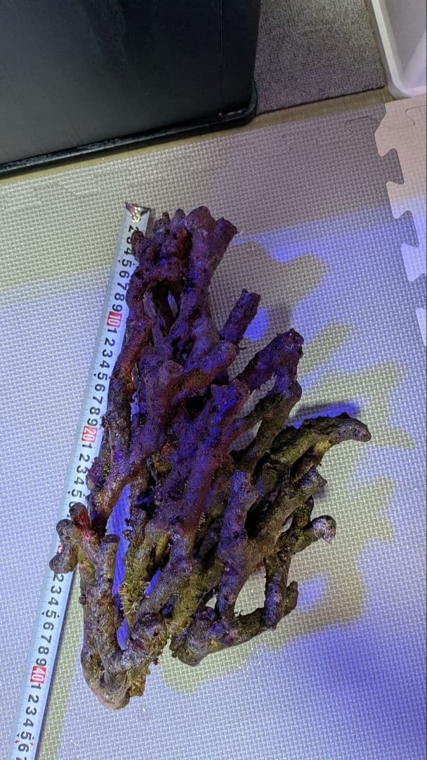 天然ライブロック　枝塊〜