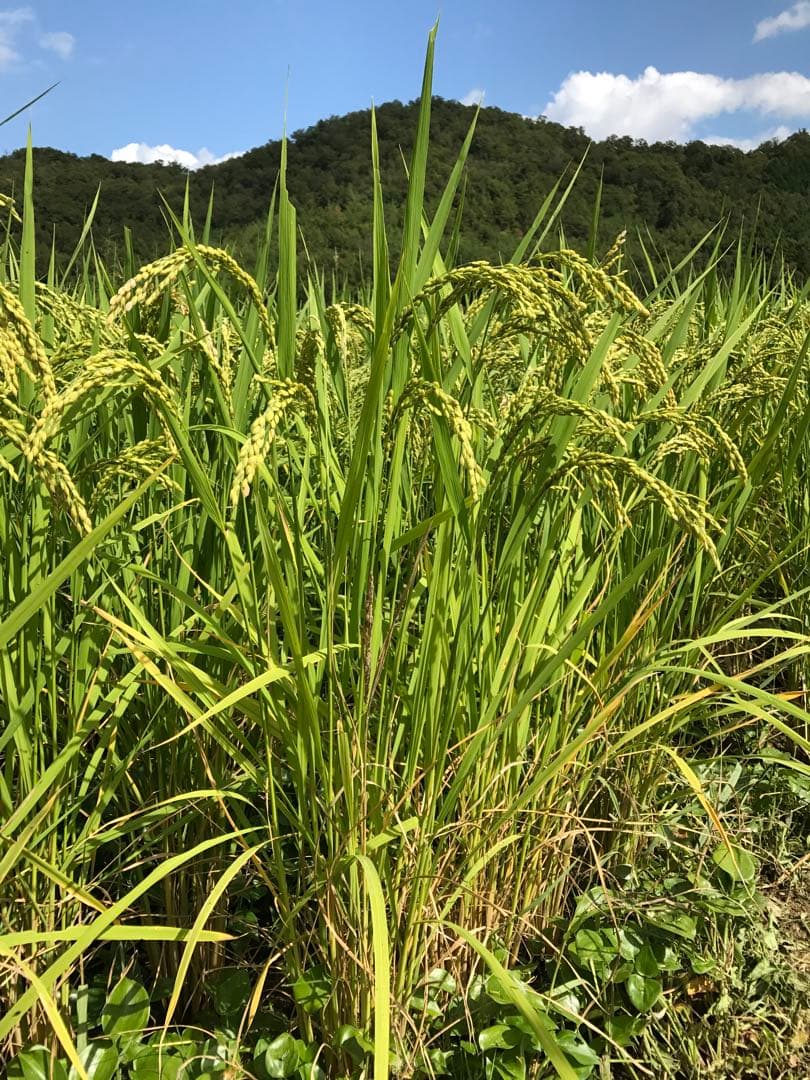 Natural farming 自然栽培玄米 酵素玄米 自然療法 腸脳相関