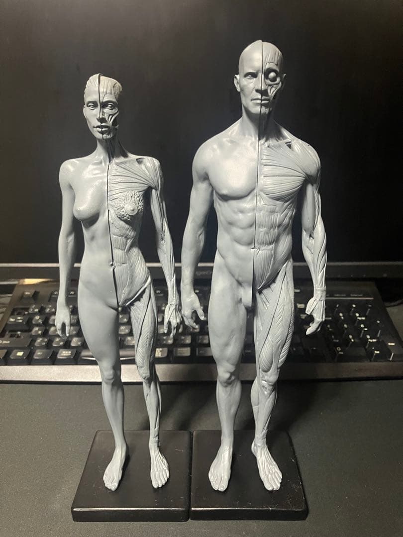 【要説明】男女二体セット•アナトミーフィギュア