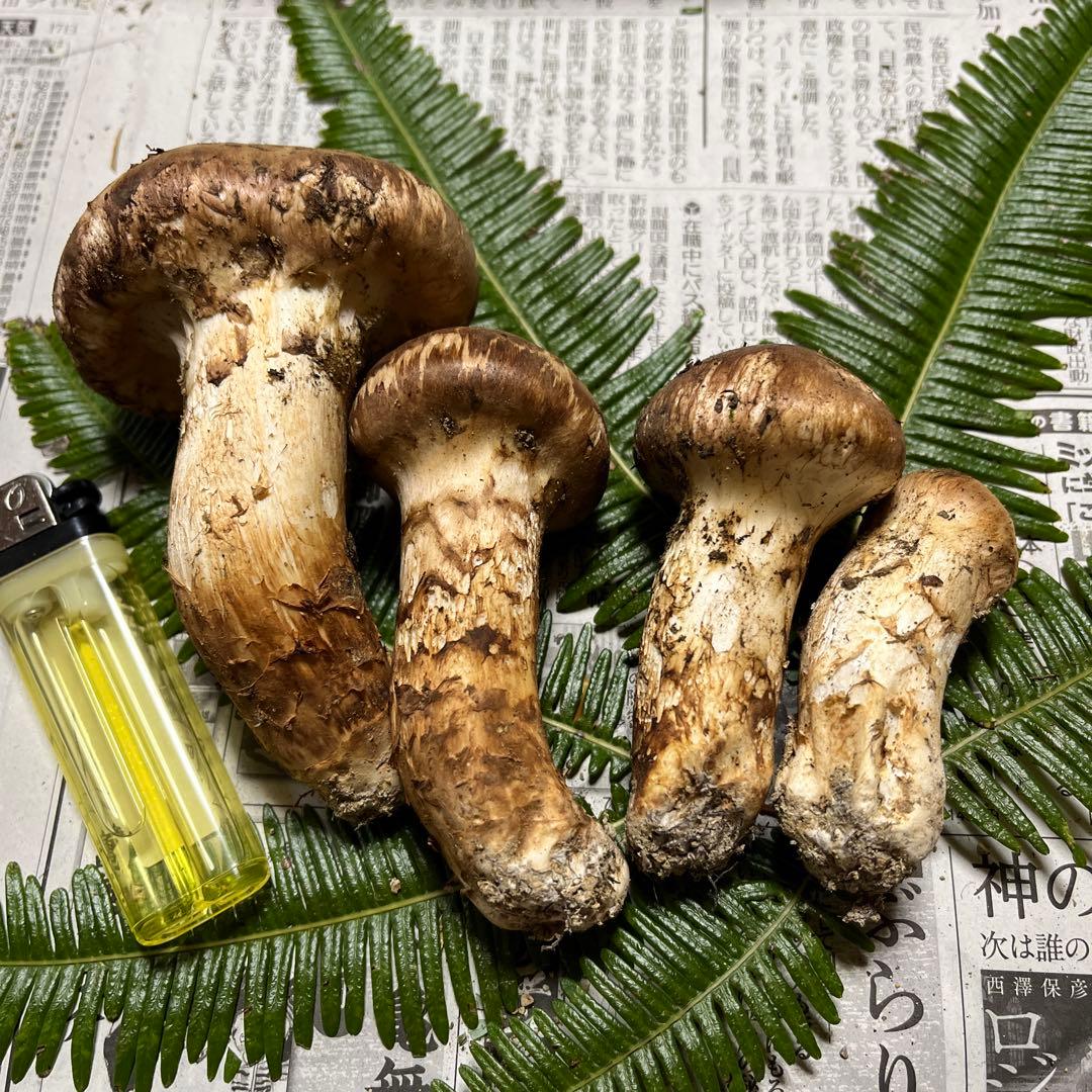 【大阪泉州産】天然松茸　採れたて良品3本125g国産