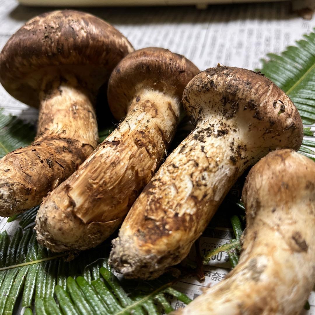 【大阪泉州産】天然松茸　採れたて良品3本125g国産