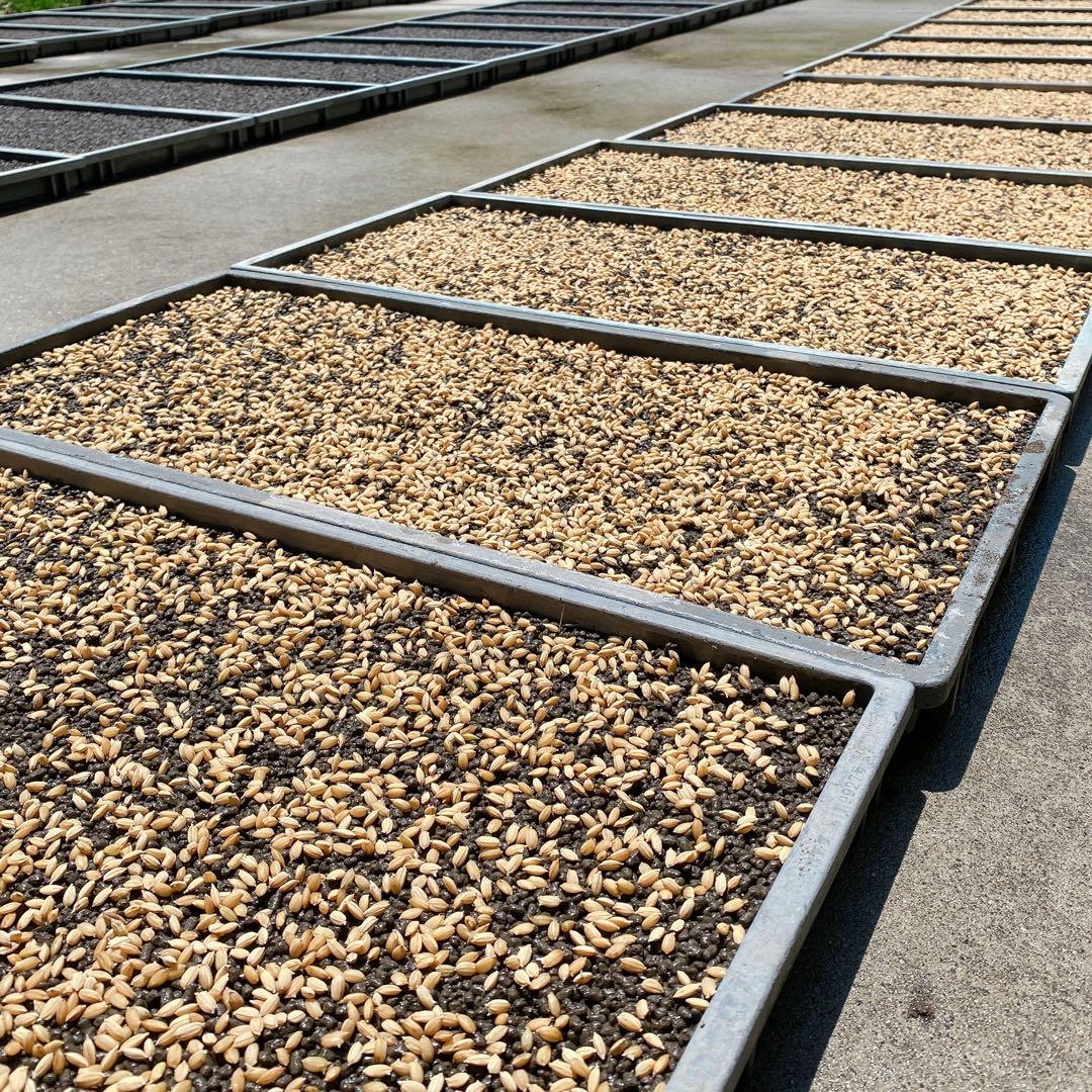 感動を呼ぶお米！令和7年産 新米にこまる【玄米20kg分を精米】白米約18kg