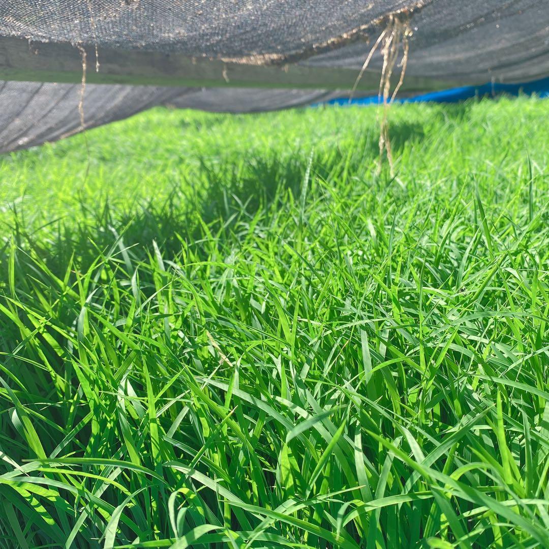 感動を呼ぶお米！令和7年産 新米にこまる【玄米20kg分を精米】白米約18kg