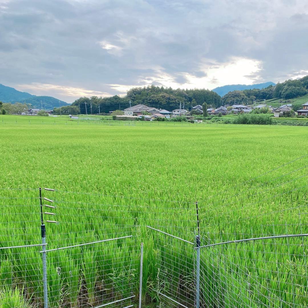 感動を呼ぶお米！令和7年産 新米にこまる【玄米20kg分を精米】白米約18kg