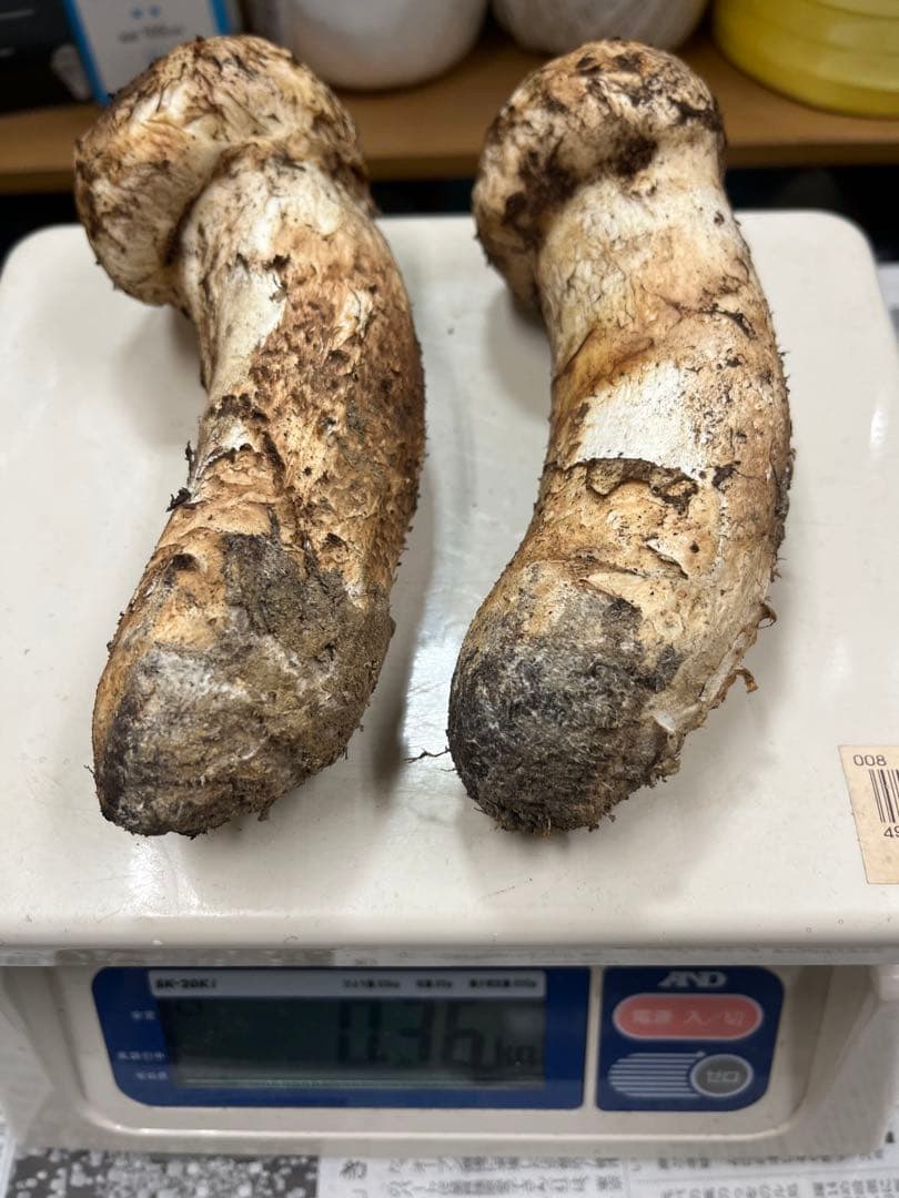 岩手県産松茸　良型蕾　終盤　本日15時〆