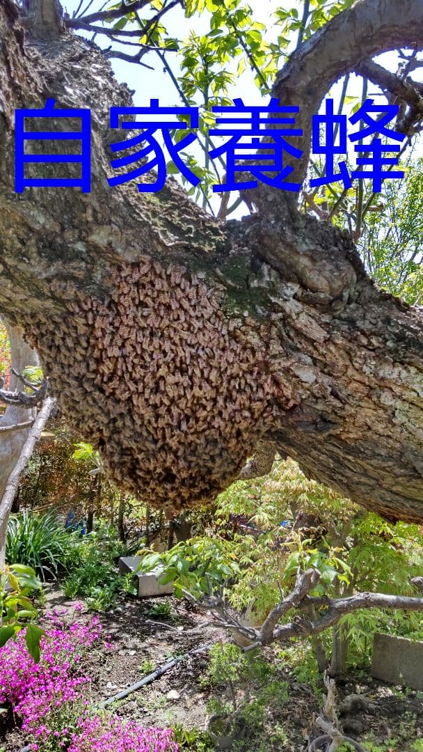 日本蜜蜂　百花蜜　500g×2　天然非加熱　糖度83.5 　完熟2年物　ハチミツ