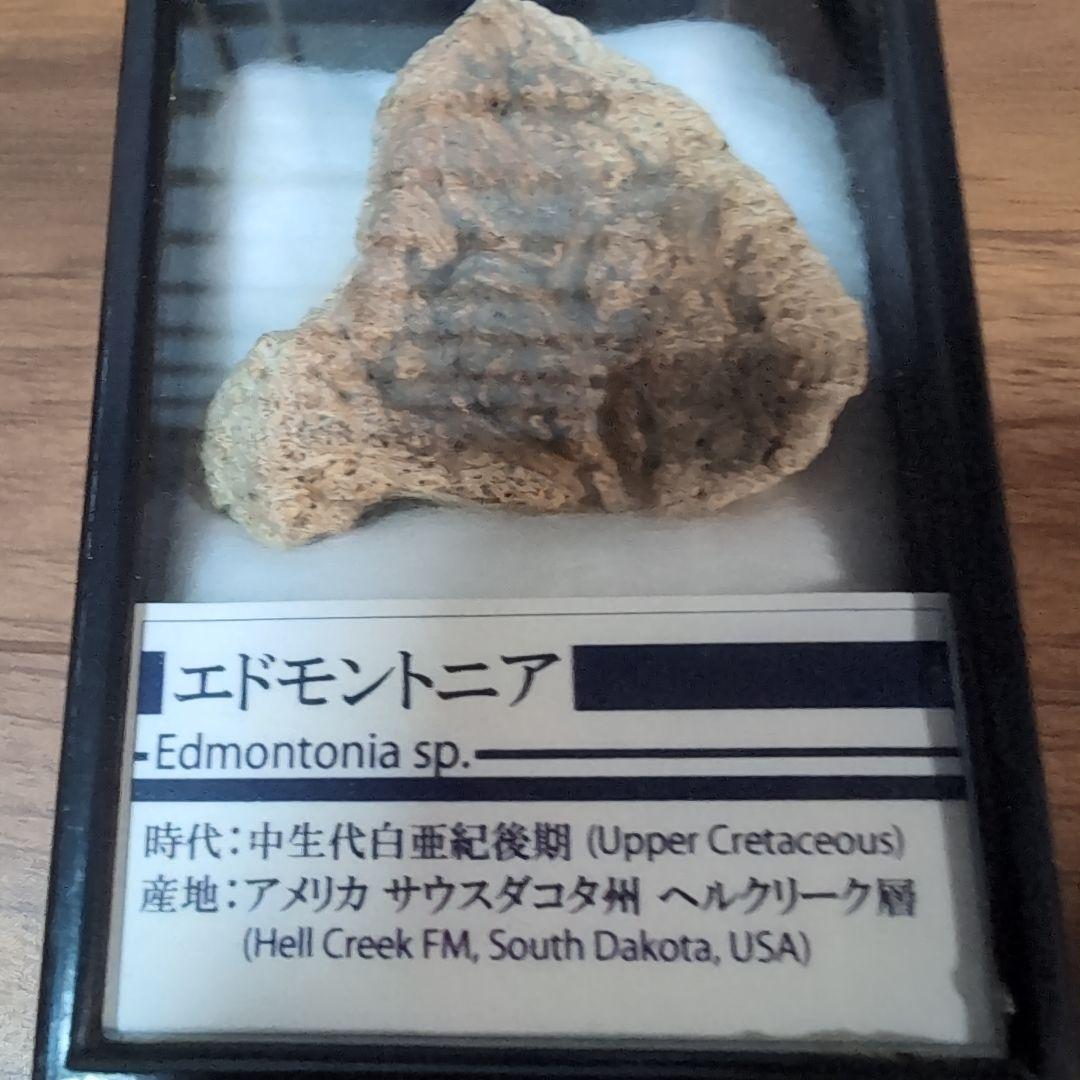 本物　恐竜　鎧竜エドモントニアの鎧の化石 サウスダコタ　ラベルケース付き