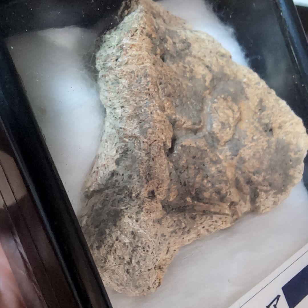 本物　恐竜　鎧竜エドモントニアの鎧の化石 サウスダコタ　ラベルケース付き