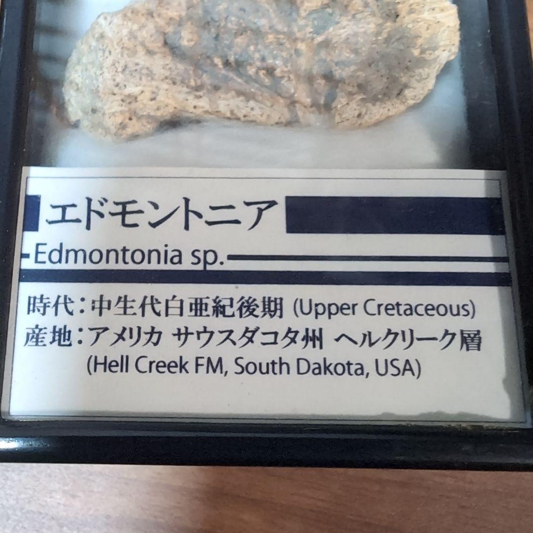 本物　恐竜　鎧竜エドモントニアの鎧の化石 サウスダコタ　ラベルケース付き