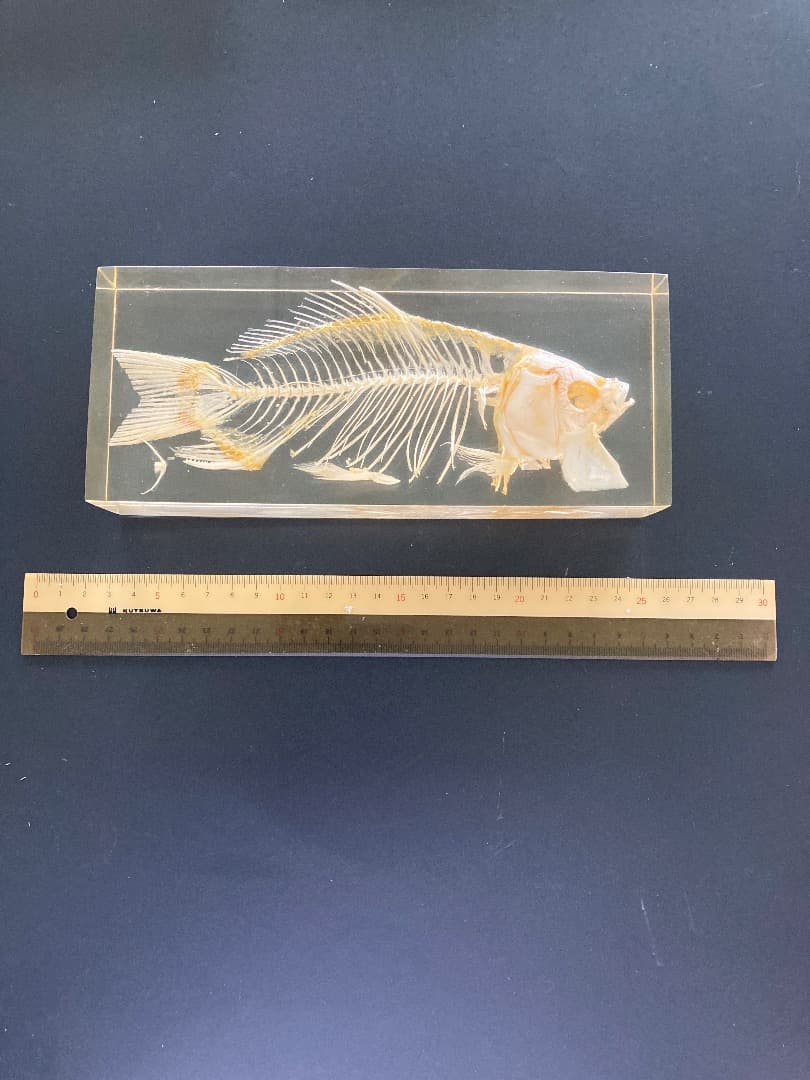 動物骨標本セット