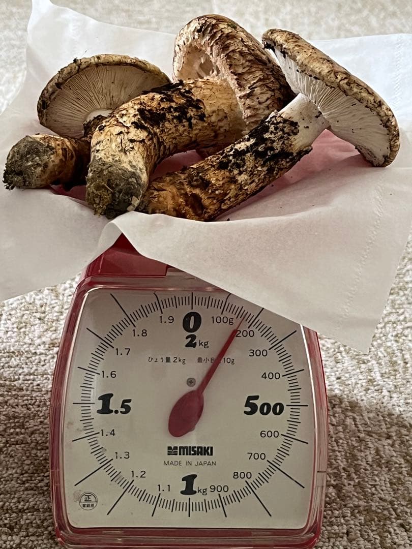 松茸　国産　山口県産　約170g やや傷みあり特価　11月11日10時収穫