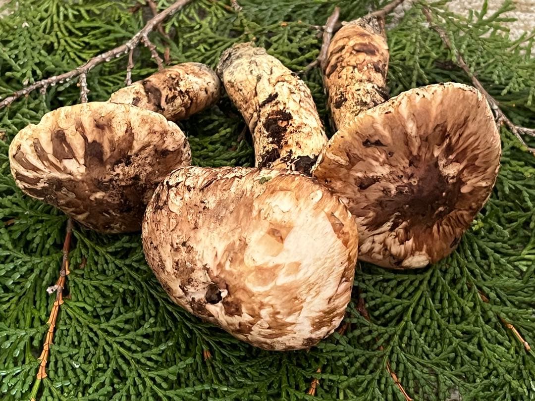 松茸　国産　山口県産　約170g やや傷みあり特価　11月11日10時収穫