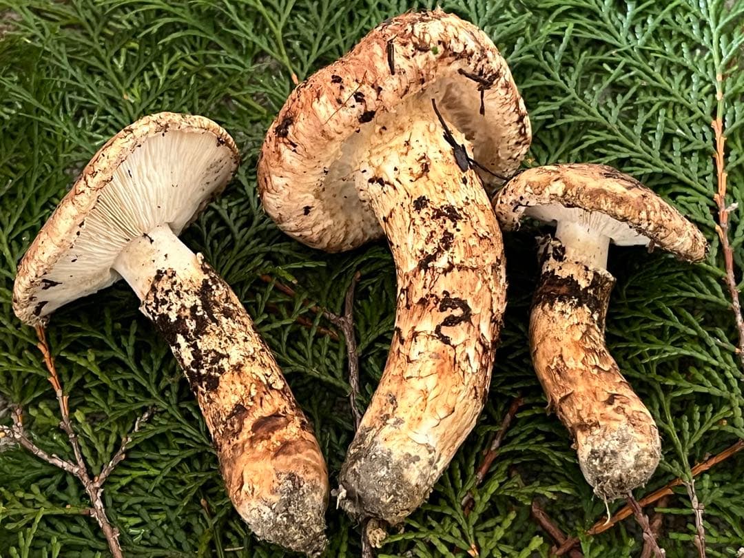 松茸　国産　山口県産　約170g やや傷みあり特価　11月11日10時収穫