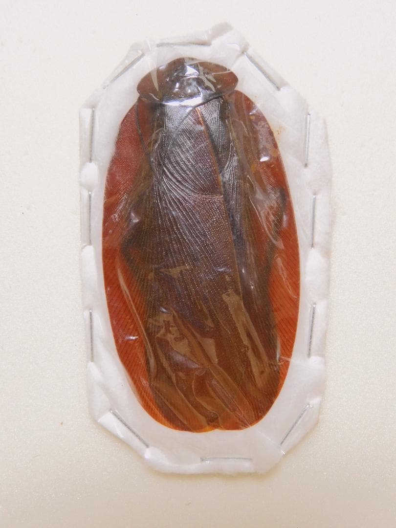 ペルー産　ナンベイオオコギキブリ　86mm