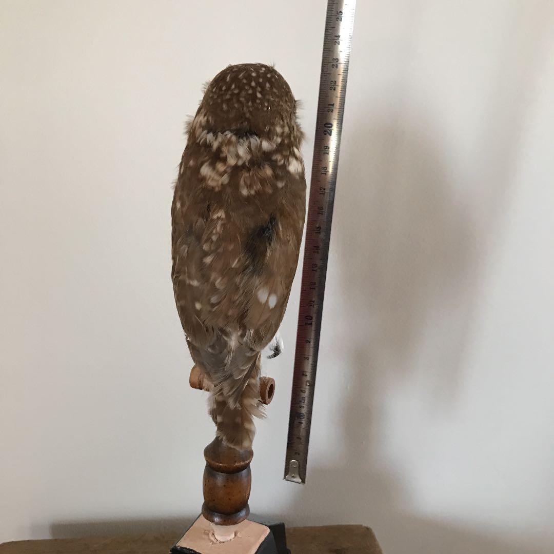 ビンテージ 鳥　オブジェ　レトロ　理科室　書斎　cabinet