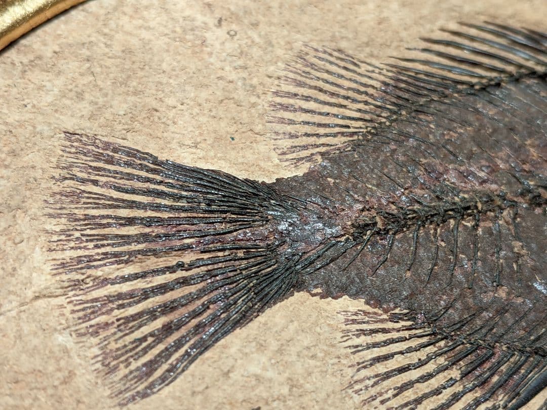 化石魚プリスカカラ　壁掛額入り