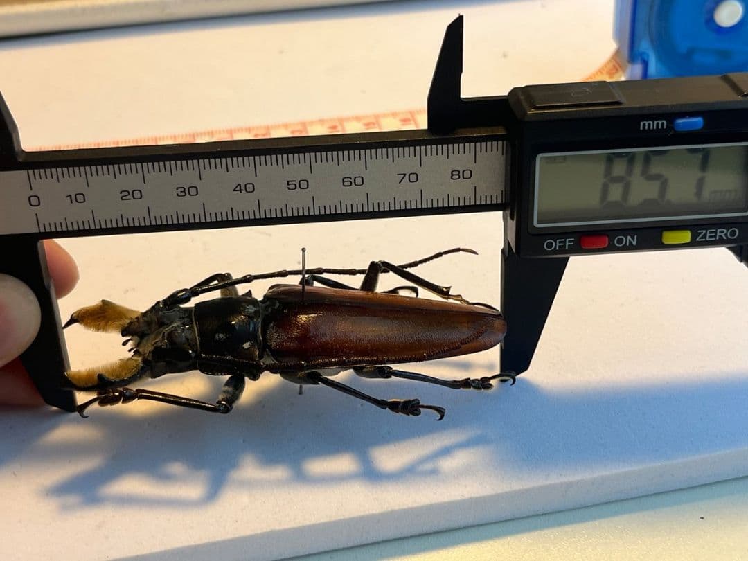 【85mm】アラゲオオウスバカミキリ 甲虫昆虫標本タランチュラムカデサソリ