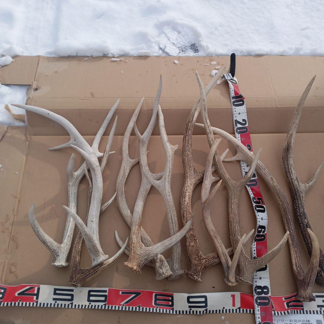 S*i様 蝦夷鹿の角　犬用おもちゃ 工芸品などに4番