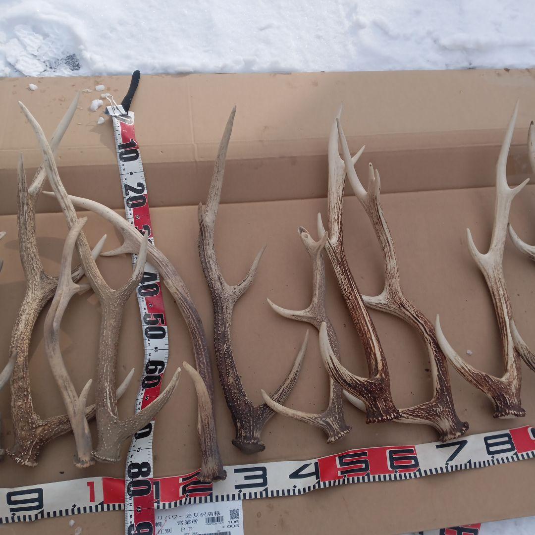 S*i様 蝦夷鹿の角　犬用おもちゃ 工芸品などに4番