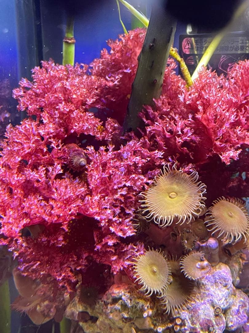 【匿名配送】　海藻　いろいろ　セット　宅急便