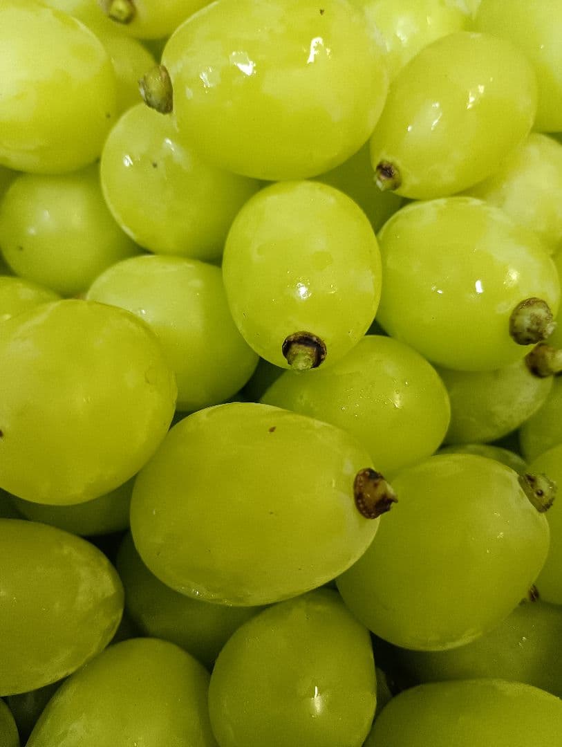 シヤインマスカット大粒グリーン多め粒3キロパック入りになります。