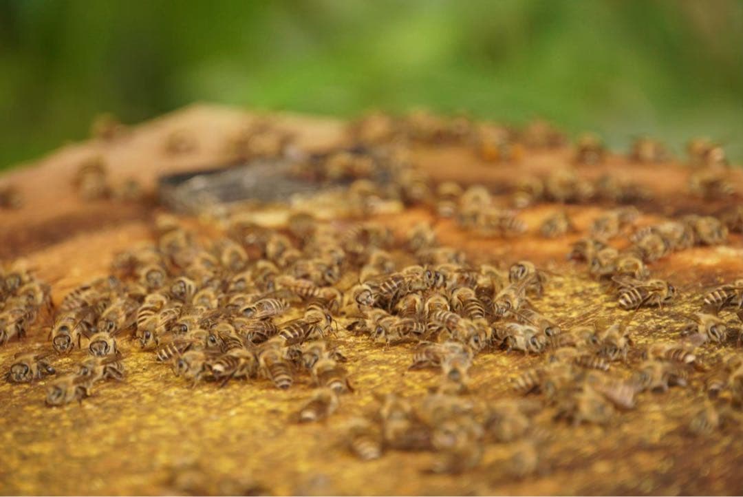 はちみつ　日本蜜蜂のハチミツ　奥山の蜂蜜　花粉入り　２種