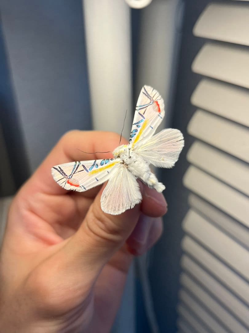 【LAST個体】ピカソモスタナバタユタカヤガ蛾ルナモスミズアオモルフォチョウアゲ