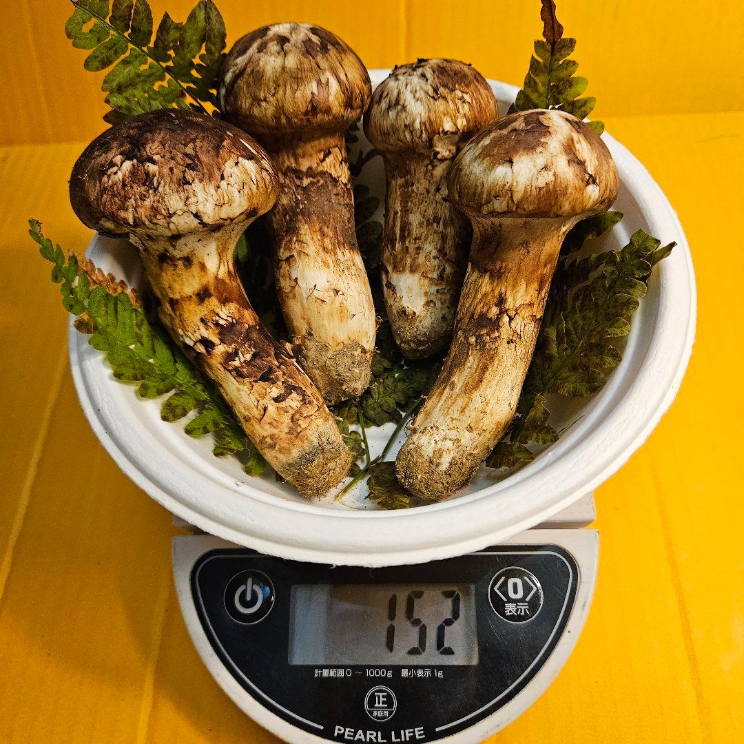 岩手県産松茸 152g