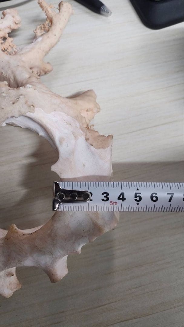 【桃色珊瑚 原木 約715g】