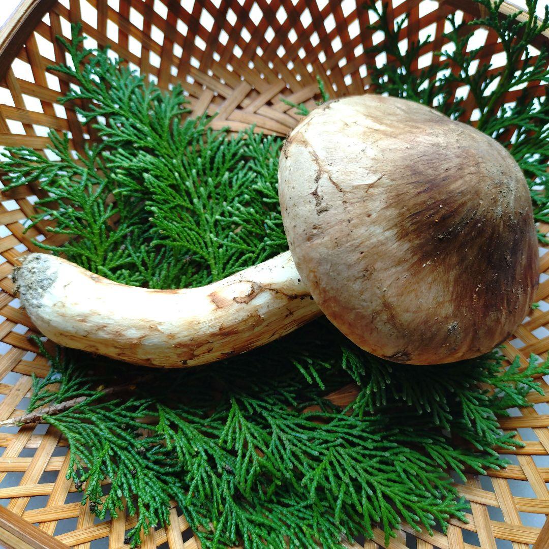 10/24 南信州産 松茸 140g