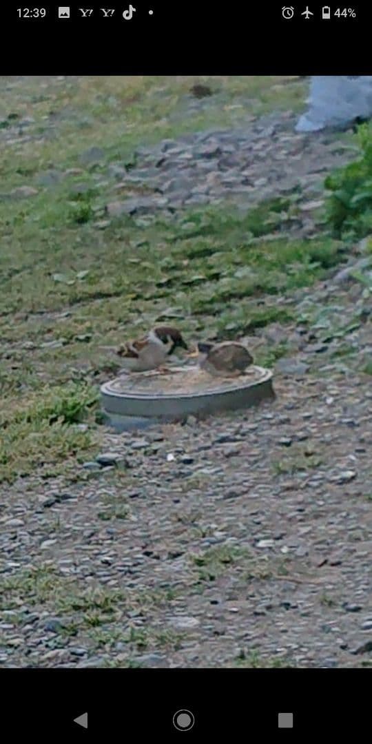 ハル様確認用野鳥のごはん