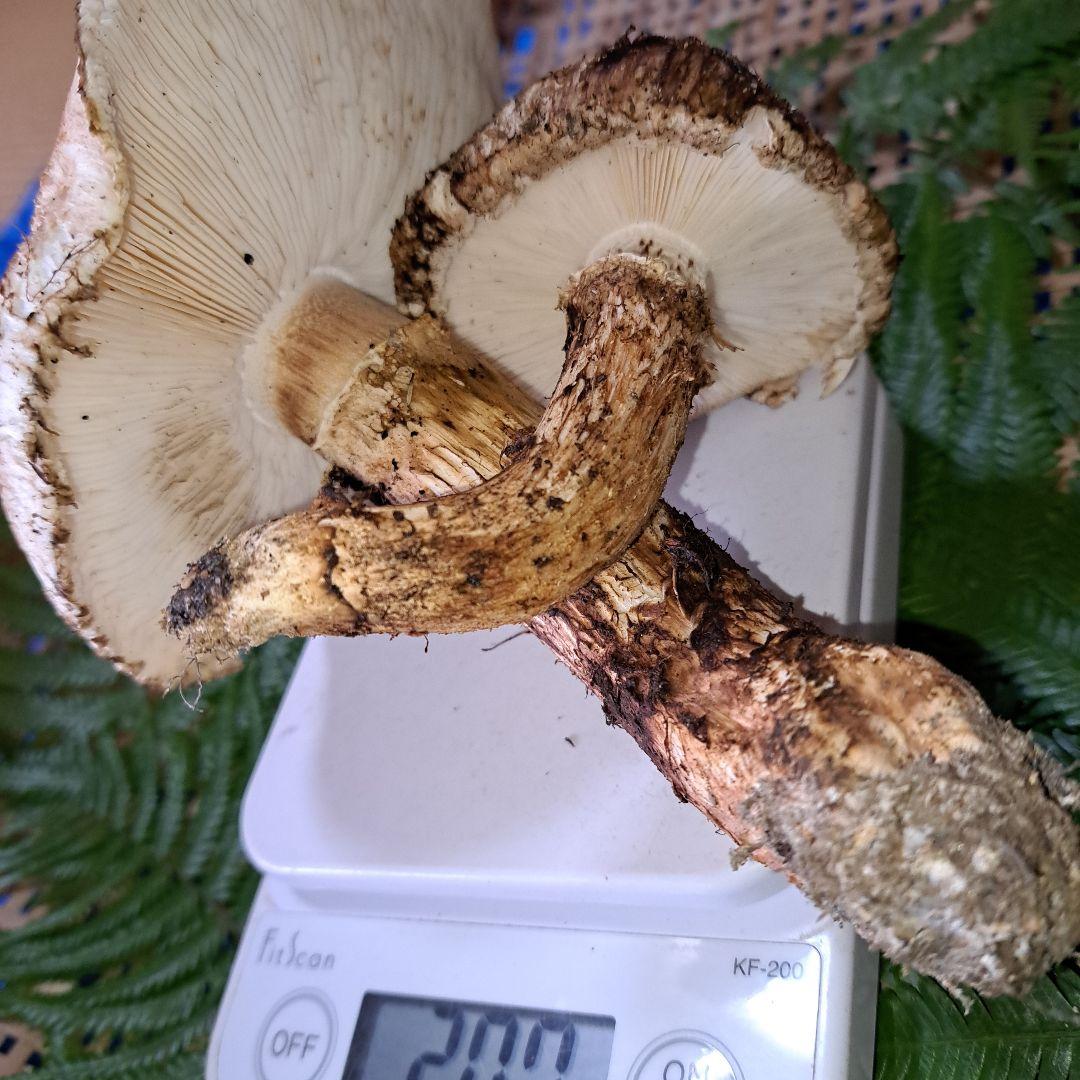 広島県産松茸　 207g