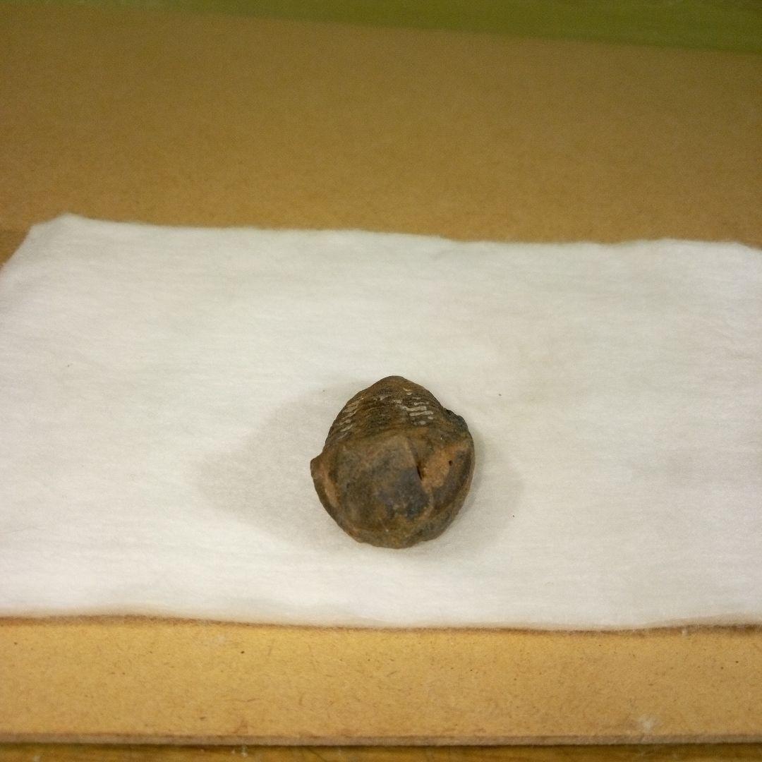 三葉虫　化石　三葉虫化石　究極のレトロ　fossil　ボリビア産　化石管理番号⑯