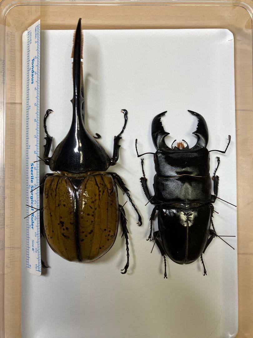 カブトムシ標本 4体セット