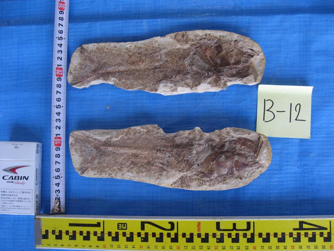 化石　B-12