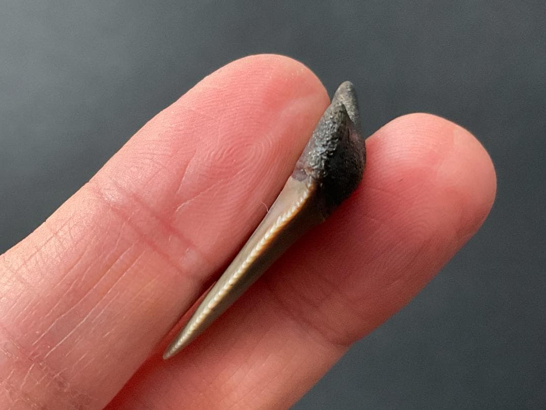 ホホジロザメの歯 [GR229] 化石 希少 レア