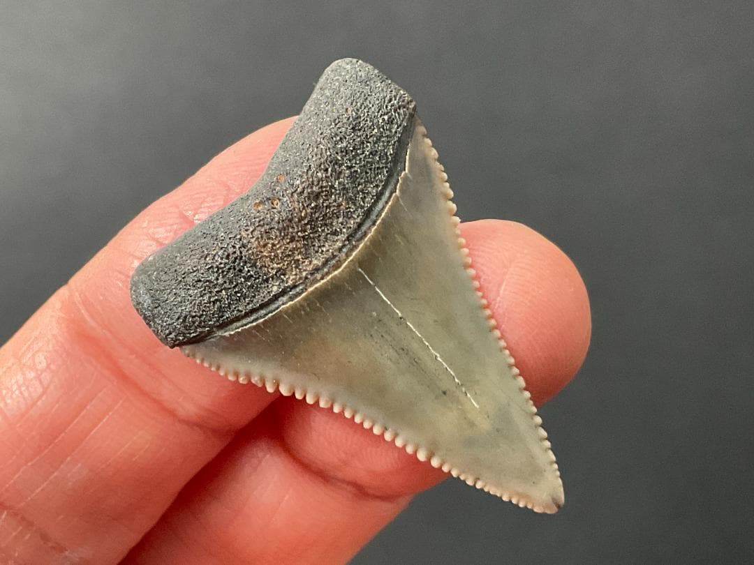 ホホジロザメの歯 [GR229] 化石 希少 レア