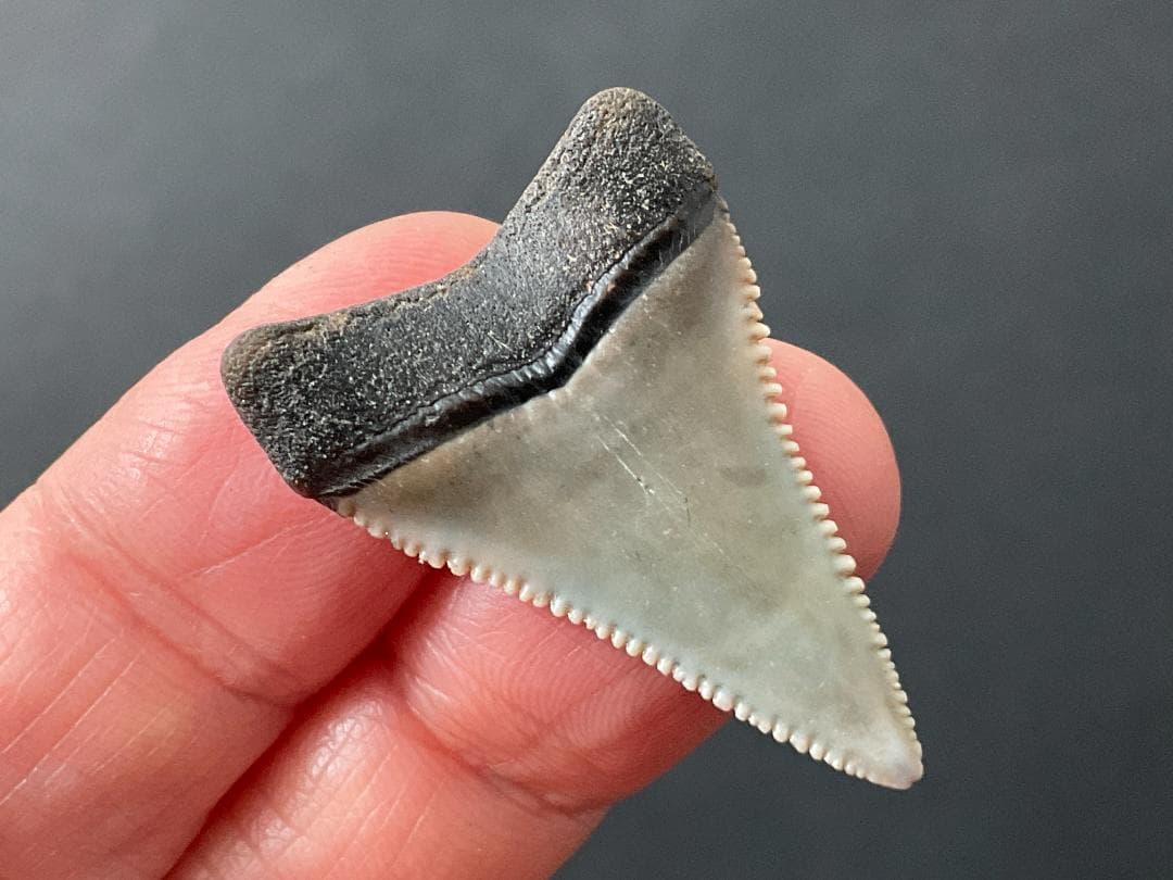 ホホジロザメの歯 [GR229] 化石 希少 レア